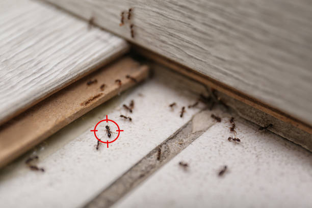 Best Pest Inspection Near Me  in Jourdanton, TX