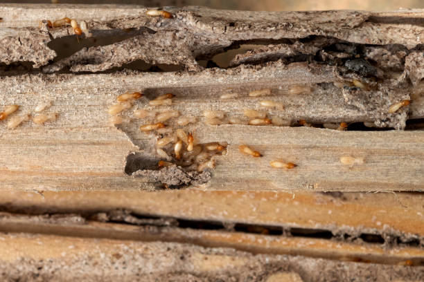 Best Pest Control for Businesses  in Jourdanton, TX